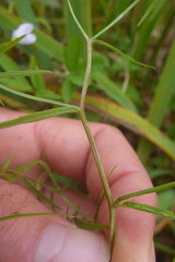 Epilobium leptophyllum