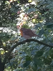 Erithacus rubecula