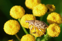 Cyphocleonus dealbatus