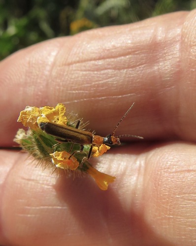 iNaturalist observation photo of Dichelotarsus cavicollis