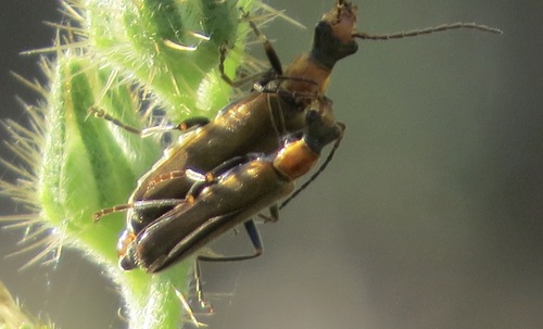 iNaturalist observation photo of Dichelotarsus cavicollis