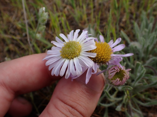 Image of Erigeron poliospermus by (c) elik03, some rights reserved (CC BY)
