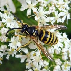 Dolichovespula saxonica