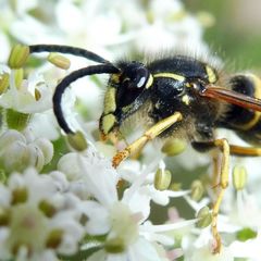Dolichovespula saxonica