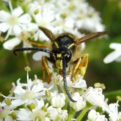 Dolichovespula saxonica