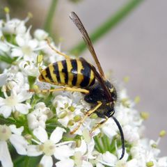 Dolichovespula saxonica
