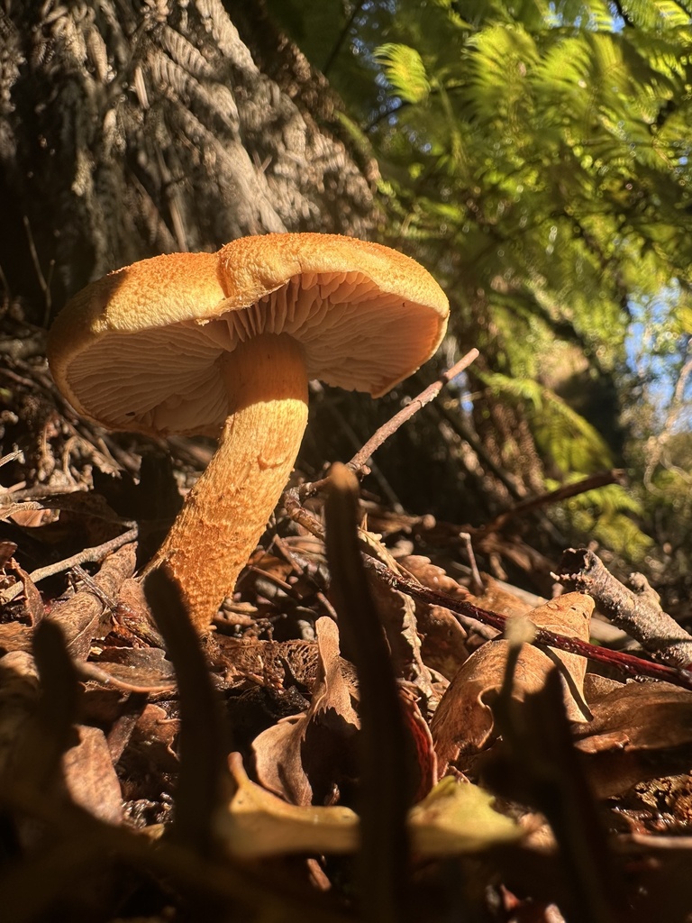 Thaxterogaster castoreus · May 2025 · photo: © marmalade101 (iNaturalist, cc0)