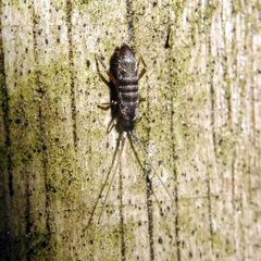 Pogonognathellus longicornis