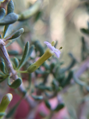 Water jacket (Lycium andersonii)