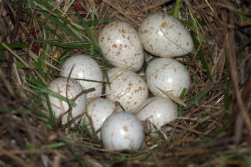 California Quail, photo 5 of 9