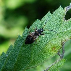 Scolopostethus thomsoni