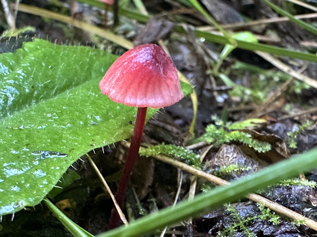 Mycena ura · May 2025 · photo: © marmalade101 (iNaturalist, cc0)
