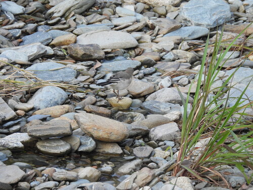 White Wagtail
