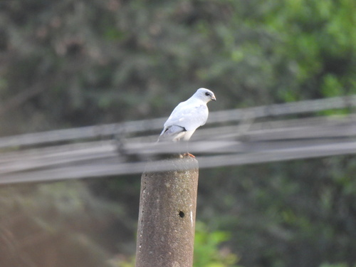 Chinese Sparrowhawk