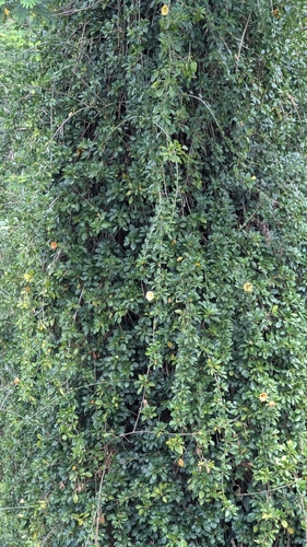 Image of Solandra maxima by (c) Rick Mandel, some rights reserved (CC BY)