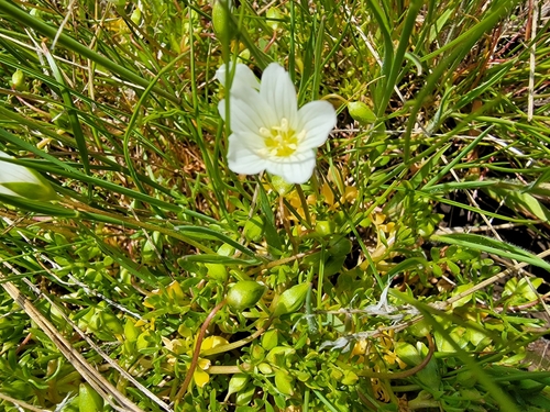 Image of White Meadowfoam (Limnanthes alba) by (c) Colin J Pryor, some rights reserved (CC BY)