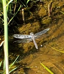 Libellula vibrans