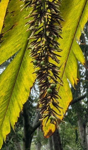 Alpinia boia observed 2025-05-10