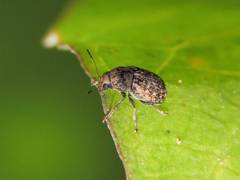 Araecerus