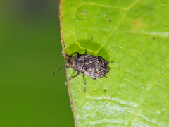Araecerus