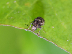 Araecerus