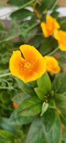 California poppy