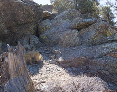 Pyrenodesmia albovariegata