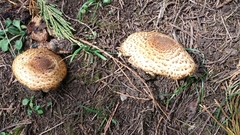 Fungi