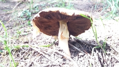Fungi