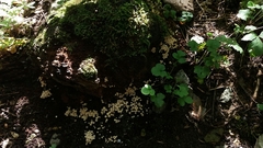 Fungi