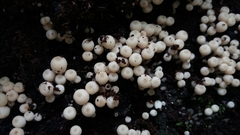 Fungi