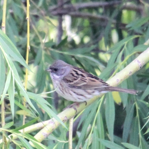 Black-faced Bunting, Qingdao, CN-SD, CN, photo 6 of 10