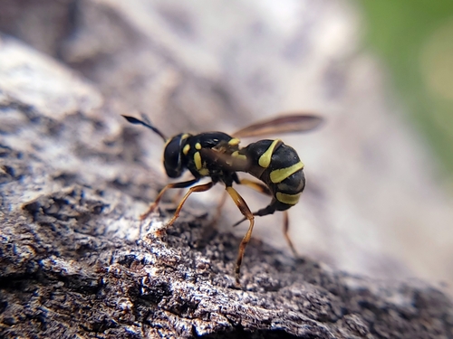Unknown species found near Meridian, ID 83646, USA