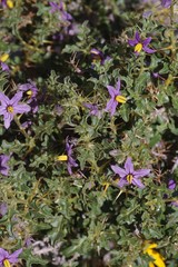 Solanum humile