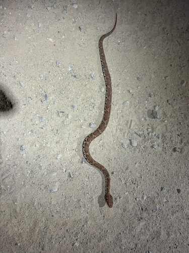 Short-tailed Mamushi