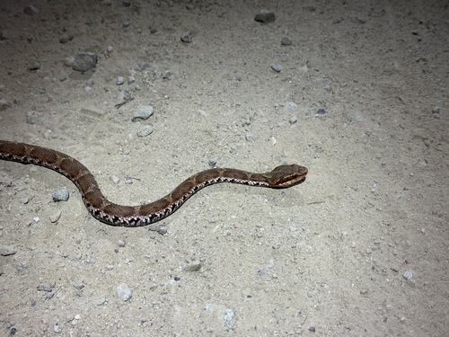 Short-tailed Mamushi