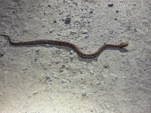 Short-tailed Mamushi