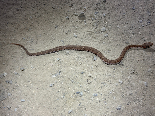 Short-tailed Mamushi