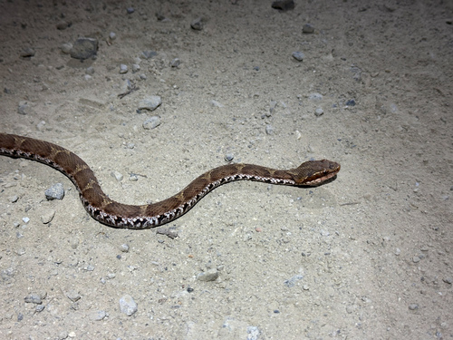 Short-tailed Mamushi