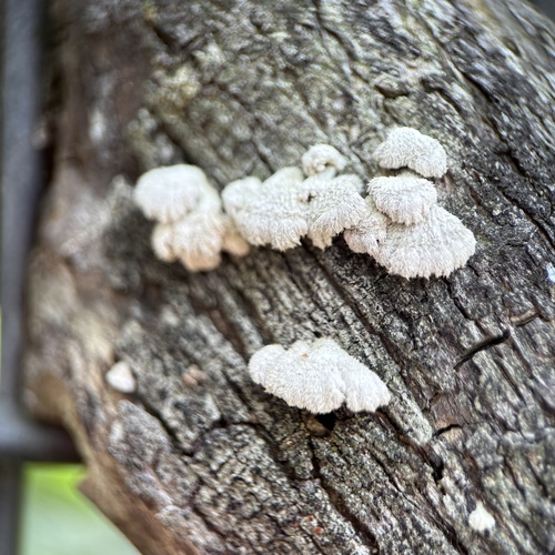 Schizophyllum commune