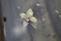 Veronica anagallis-aquatica
