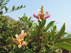 Millettia