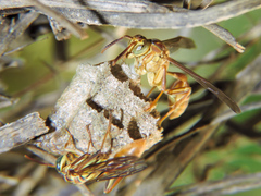 Mischocyttarus angulatus