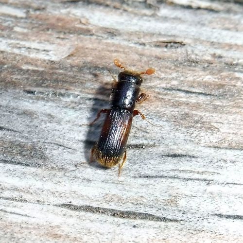 Pinhole Borer