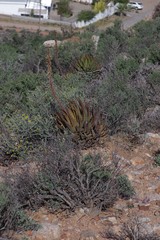 Aloe melanacantha