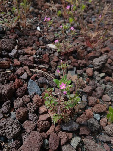 Image of Collomia heterophylla by no rights reserved