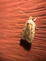 Agonopterix thelmae