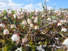 Harrimanella hypnoides