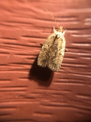 Agonopterix thelmae