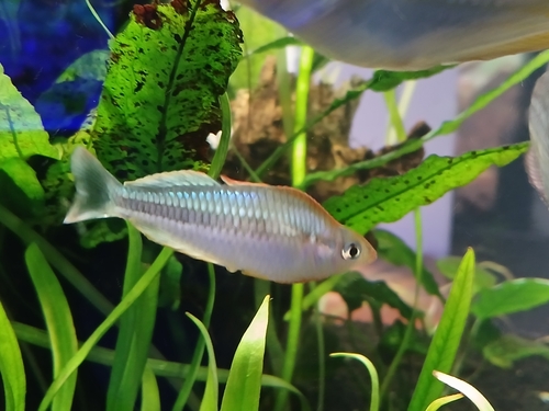 Pygmy rainbowfish (Melanotaenia pygmaea) — Melanotaeniidae — 5